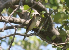 Acrocephalus stentoreus