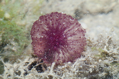 Oceanapia sagittaria