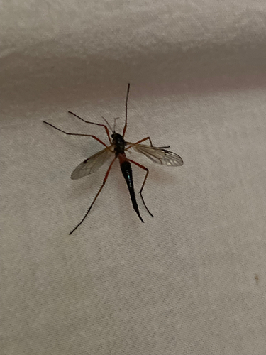 Giant Sabre Comb Horn Cranefly, Utrecht, NL, photo 5 of 10