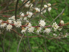 Hakea carinata