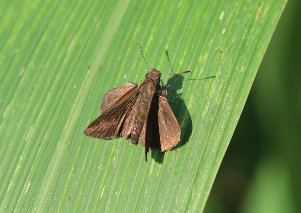 Lesser-horned Swift