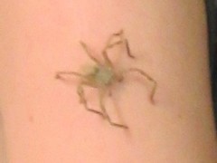 Neosparassus salacius