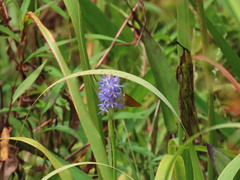 Problema bulenta