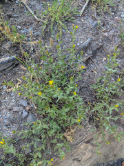 Hazardia whitneyi whitneyi