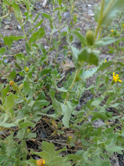 Hazardia whitneyi whitneyi