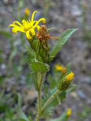 Hazardia whitneyi whitneyi