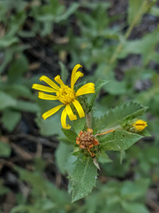 Hazardia whitneyi whitneyi