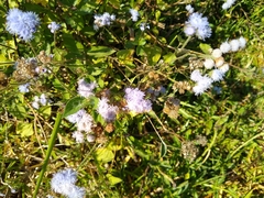 Ageratum houstonianum image