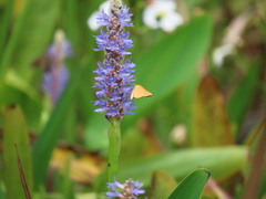Problema bulenta