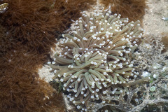 Euphyllia glabrescens