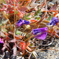 Oxytropis huddelsonii