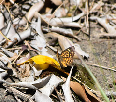Phyciodes graphica graphica