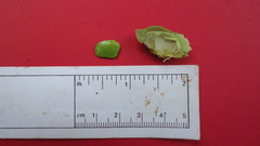 Tachigali densiflora