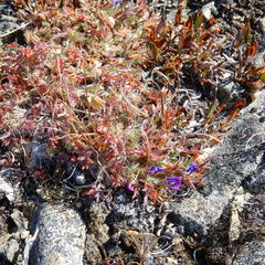 Oxytropis huddelsonii