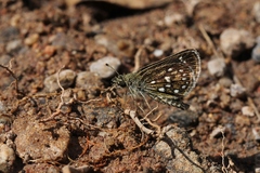 Piruna aea