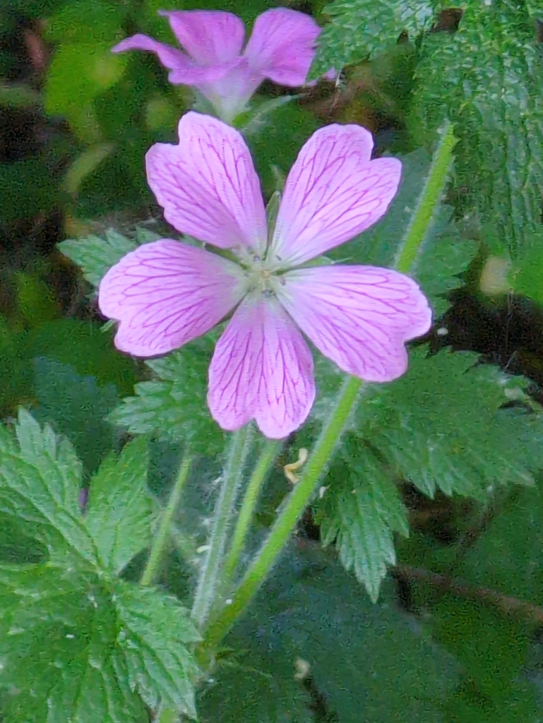 Geranium endressii