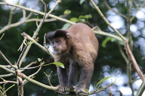 Black capuchin