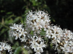 Cordia alliodora