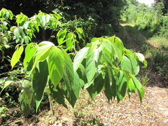 Cordia bicolor