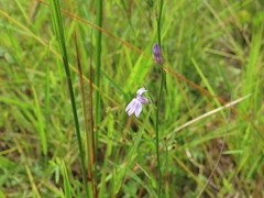 Lobelia canbyi