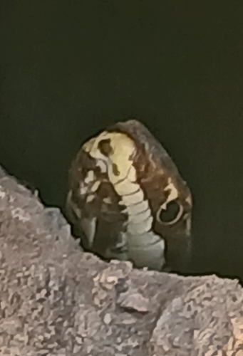 Mousehole Snake