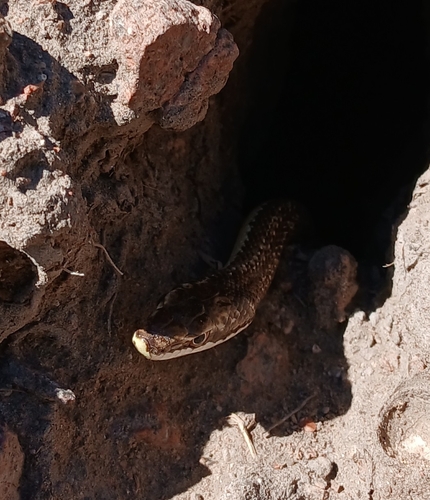 Mousehole Snake