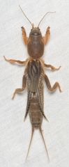 Neocurtilla hexadactyla