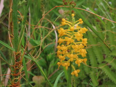Platanthera integra