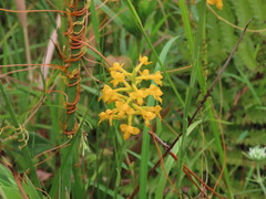 Platanthera integra