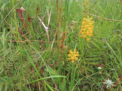 Platanthera integra