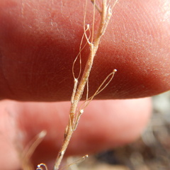 Draba cana
