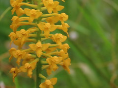 Platanthera integra