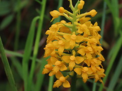 Platanthera integra