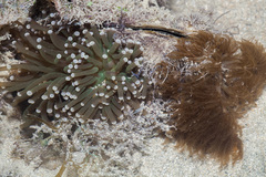 Euphyllia glabrescens