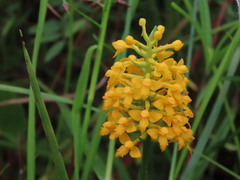 Platanthera integra