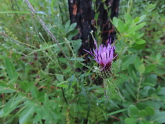 Cirsium virginianum