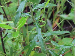 Cirsium virginianum