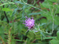 Cirsium virginianum