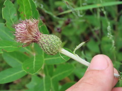 Cirsium virginianum