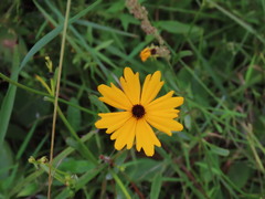 Coreopsis gladiata