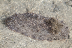 Dendrodoris tuberculosa