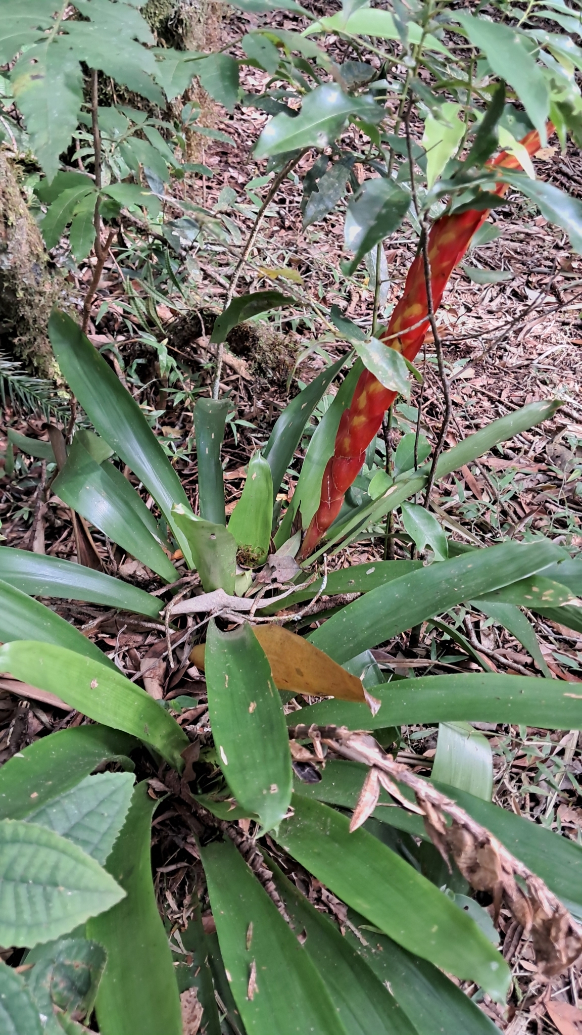 Vriesea incurvata