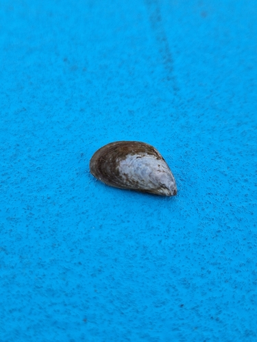 Dreissena bugensis