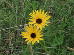 Helianthus heterophyllus