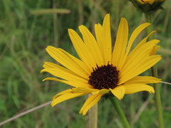 Helianthus heterophyllus