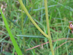 Helianthus heterophyllus