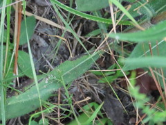 Helianthus heterophyllus