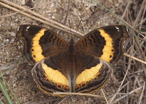 Yellow-banded Pansy