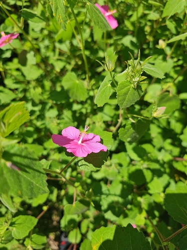 Pavonia lasiopetala