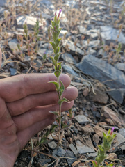 Epilobium densiflorum